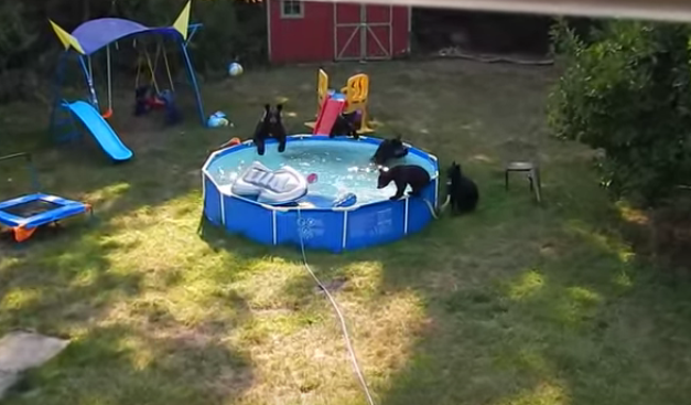 庭のプールに遊び来たクマの親子のほのぼの映像 遊びすぎワロタｗｗｗｗｗ