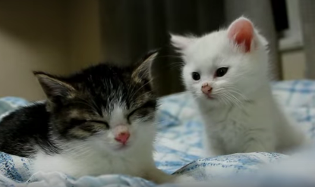 「必死に眠気とたたかう子ネコ」眠気も吹き飛ぶほのぼの動画