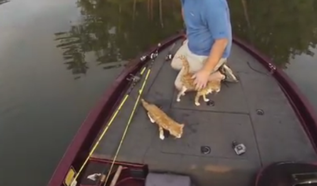 魚釣りしてたら子猫が２匹も釣れて大漁ワロタｗｗｗｗｗｗｗｗｗ ※動画あり※