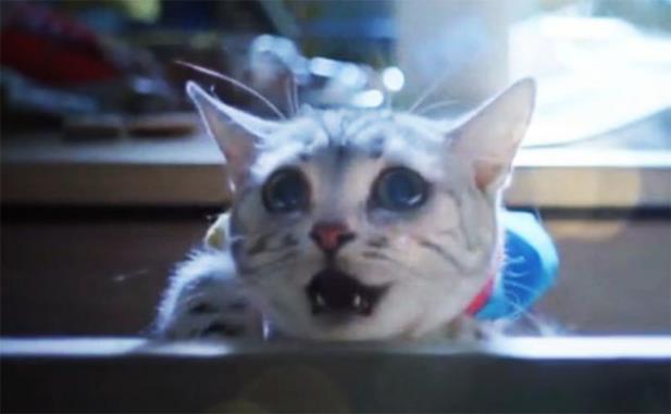ドラえもん役に本物の猫 原作無視の実写中国版『ドラえもん』がくっそオモシロそうと話題に（動画有） 
