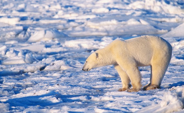 北極の氷が溶けることによる経済被害予想額がとんでもない額になってるｗｗｗｗｗｗｗｗ