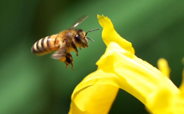 メスと交尾できなかったミツバチの末路